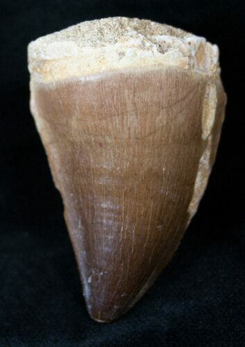 Mosasaur (Prognathodon) Tooth #14234